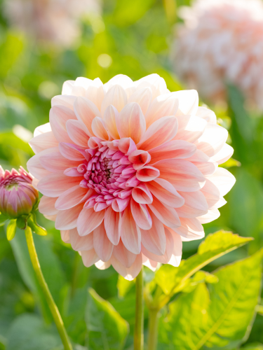 Dahlia 'Sturm Sweet Maria'