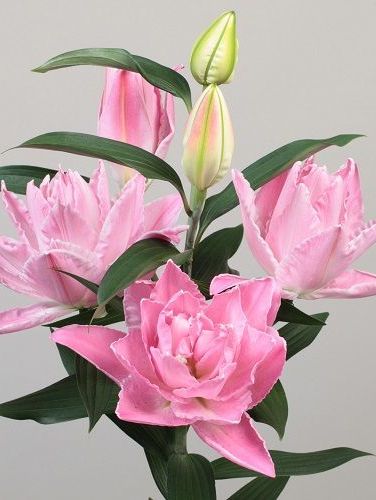 Lily 'Double Diamond'