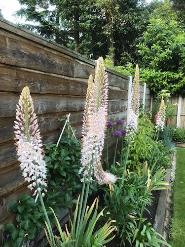Eremurus Robustus