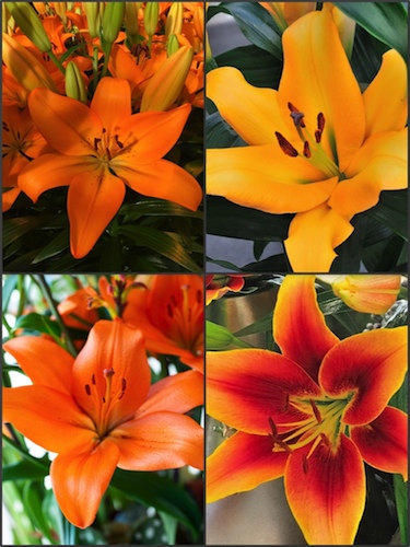 'Flaming Oranges' Lily Collection (Pack of 8 Bulbs)