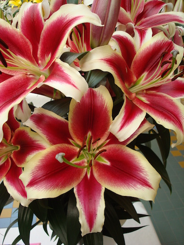 Lily 'Flashpoint'