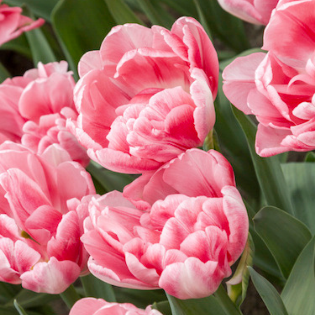 Tulip 'Foxtrot' 