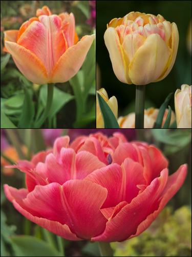 Fruit Salad Tulip Collection (Pack of 30 bulbs)