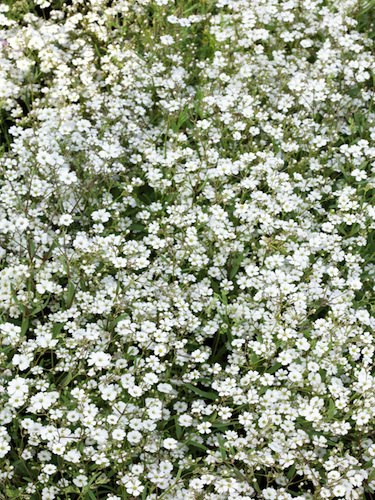 Gypsophila White 'Fairy perfect' (Pack of 3 Bare Roots)