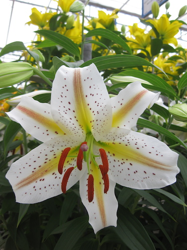 Lily 'Garden Party'
