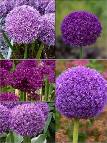 Giant Allium Bulb Collection (Pack of 12 Bulbs + 10 FREE Purple Sensation)