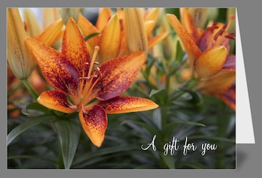Greeting Card - Asiatic Lily