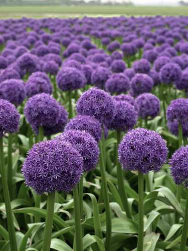 Allium Globemaster 