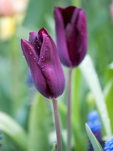 Tulip 'Havran' 