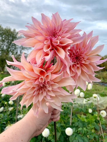 Dahlia 'Labyrinth'