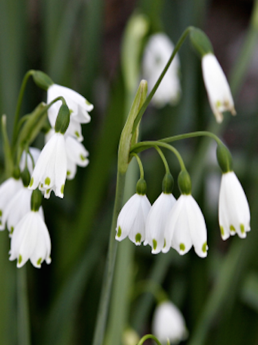 Leucojum Aestivum (Pack of 10 Bulbs)