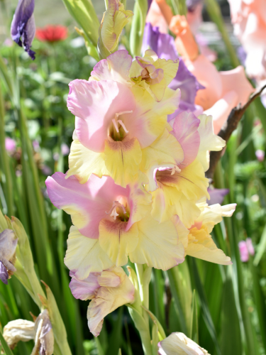 Gladiolus 'Mon Amour' (Pack of 15) 