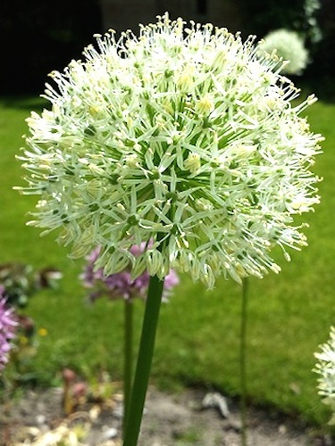 Allium Mount Everest 