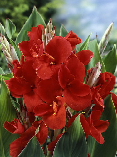Red Canna (Pack of 3)