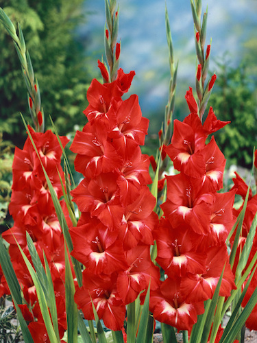 Gladiolus 'Traderhorn' (Pack of 15)