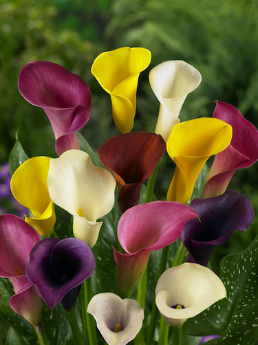 Mixed Zantedeschia (Pack of 3 Bulbs) 