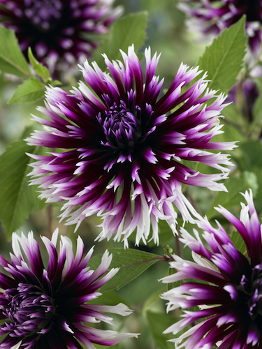 Dahlia 'Clair-Obscur' (Pack of 3 Tubers/Bulbs)