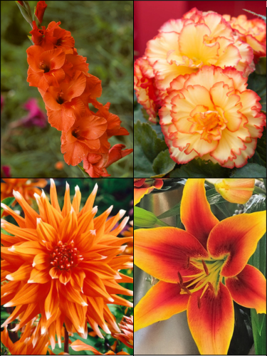 Orange Summer Flower Collection (Pack of 26) 