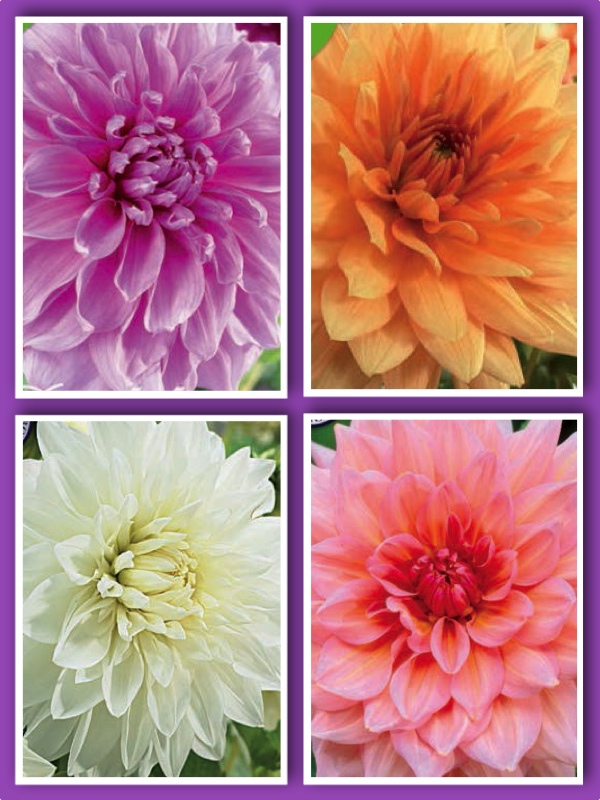 Pastel Beauty Dahlia Collection (Pack of 12 Tubers/Bulbs)