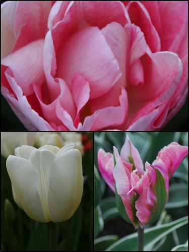 Pastel Tulip Collection (Pack of 60 bulbs)