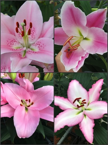 'Perfect Pinks' Lily Collection (Pack of 12 Bulbs)