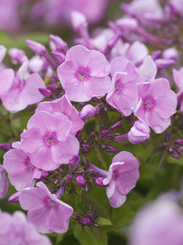 Phlox Paniculata 'Junior Abundance'