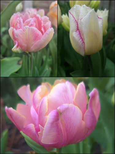 Pink Pastel Tulip Collection (Pack of 30 bulbs)