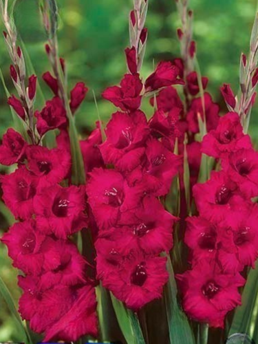 Gladiolus 'Plumtart' (Pack of 15)