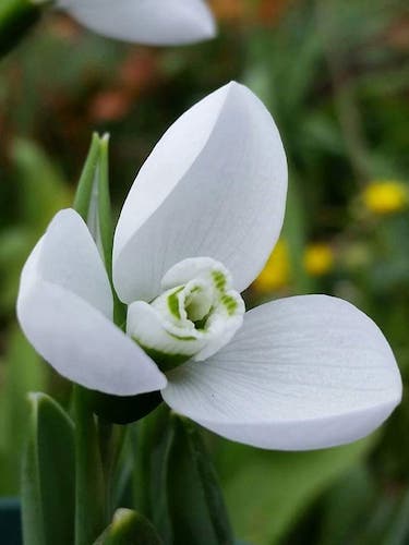 Galanthus Elwesii 'Polar Bear' (Pack of 5) 