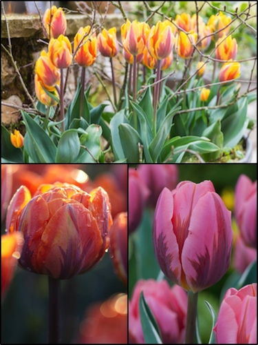 Princess Tulip Collection (Pack of 60 bulbs) 