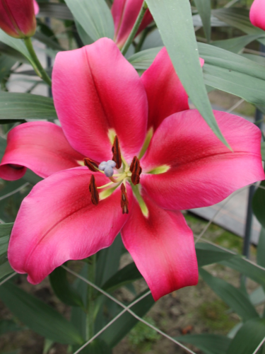 Lily 'Red Desire'