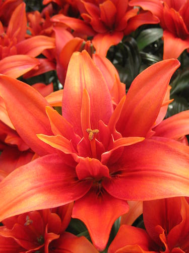 Lily 'Red Twin'