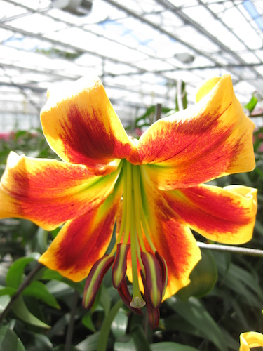 Buy Lily Bulbs | Robert Swanson Oriental Trumpet Lily | Gold Medal ...