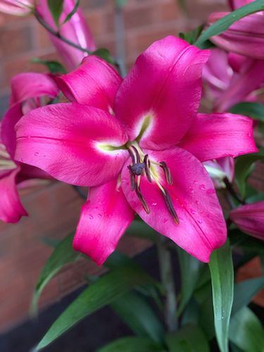 Giant Lily 'Robina' (Pack of 5 huge Bulbs)