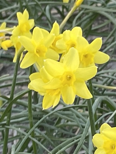Miniature Narcissus 'Sabrosa'