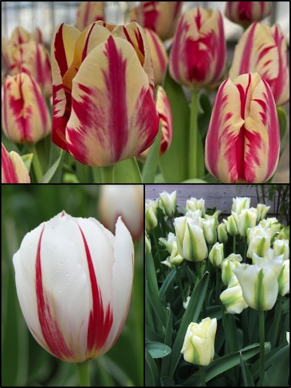 Spring Stripes Tulip Collection (Pack of 60 Bulbs)