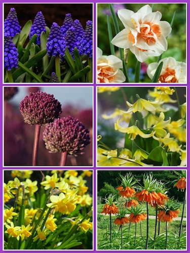 Special Offer Spring Collection (Pack of 84 Bulbs)