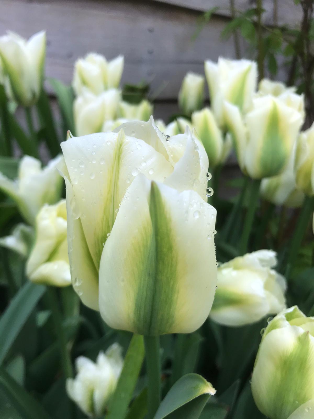 Tulip 'Spring Green' 