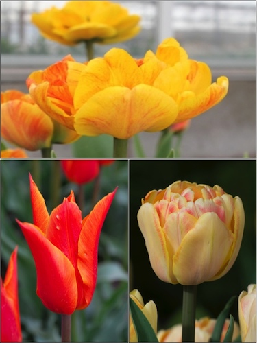 Sunset Cocktail Tulip Collection (Pack of 60 bulbs) 