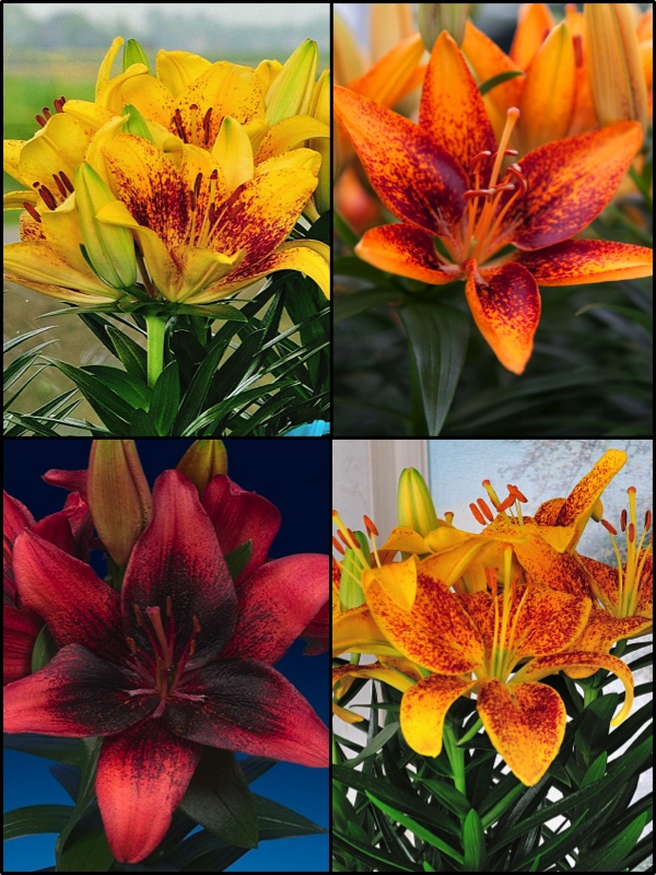 'Tiny Series 3' Lily Bulb Collection (Pack of 12 Bulbs)