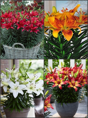 'Tiny Series 2' Lily Bulb Collection (Pack of 12 Bulbs) 