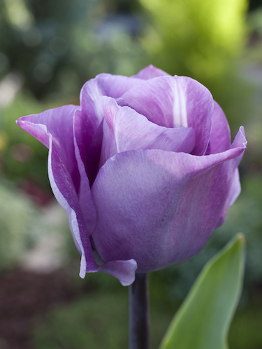 Tulip 'Carre' 