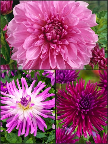 Turkish Delight Dahlia Collection (Pack of 9) 
