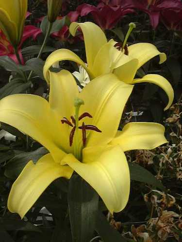 Lily 'Yelloween'