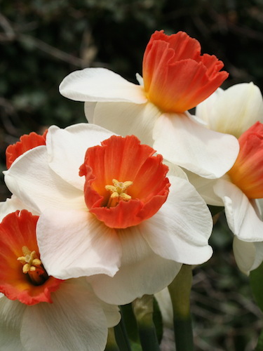 Narcissus 'Brooke Ager' (Pack of 15 Bulbs) 