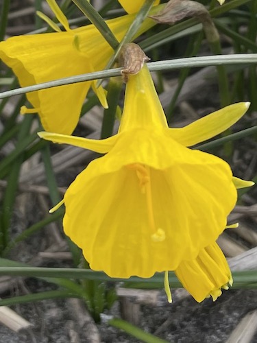 Narcissus 'Casual Elegance'