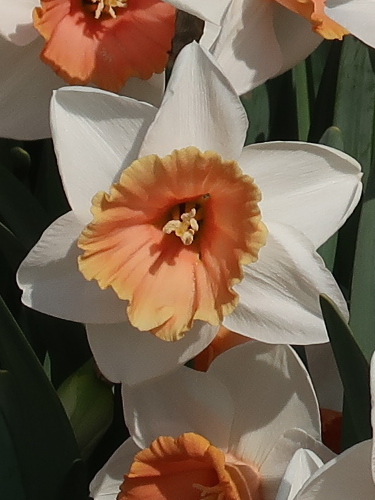 Narcissus 'Chromacolor' (Pack of 15 Bulbs)
