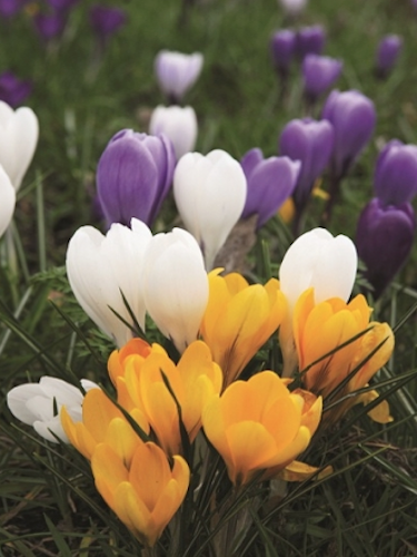 Mixed Crocus Collection