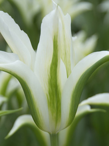 Tulip 'Green Star'
