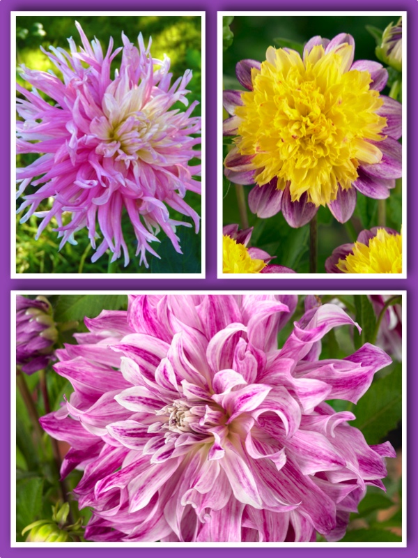 Lavender Dream Dahlias Collection(Pack of 9 Tubers/Bulbs)
